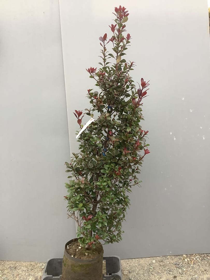 8-1【ベニヒメシャリンバイ】樹高約123cm【送料込み】