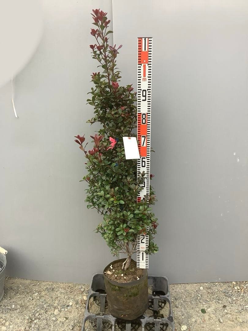 8-1【ベニヒメシャリンバイ】樹高約123cm【送料込み】