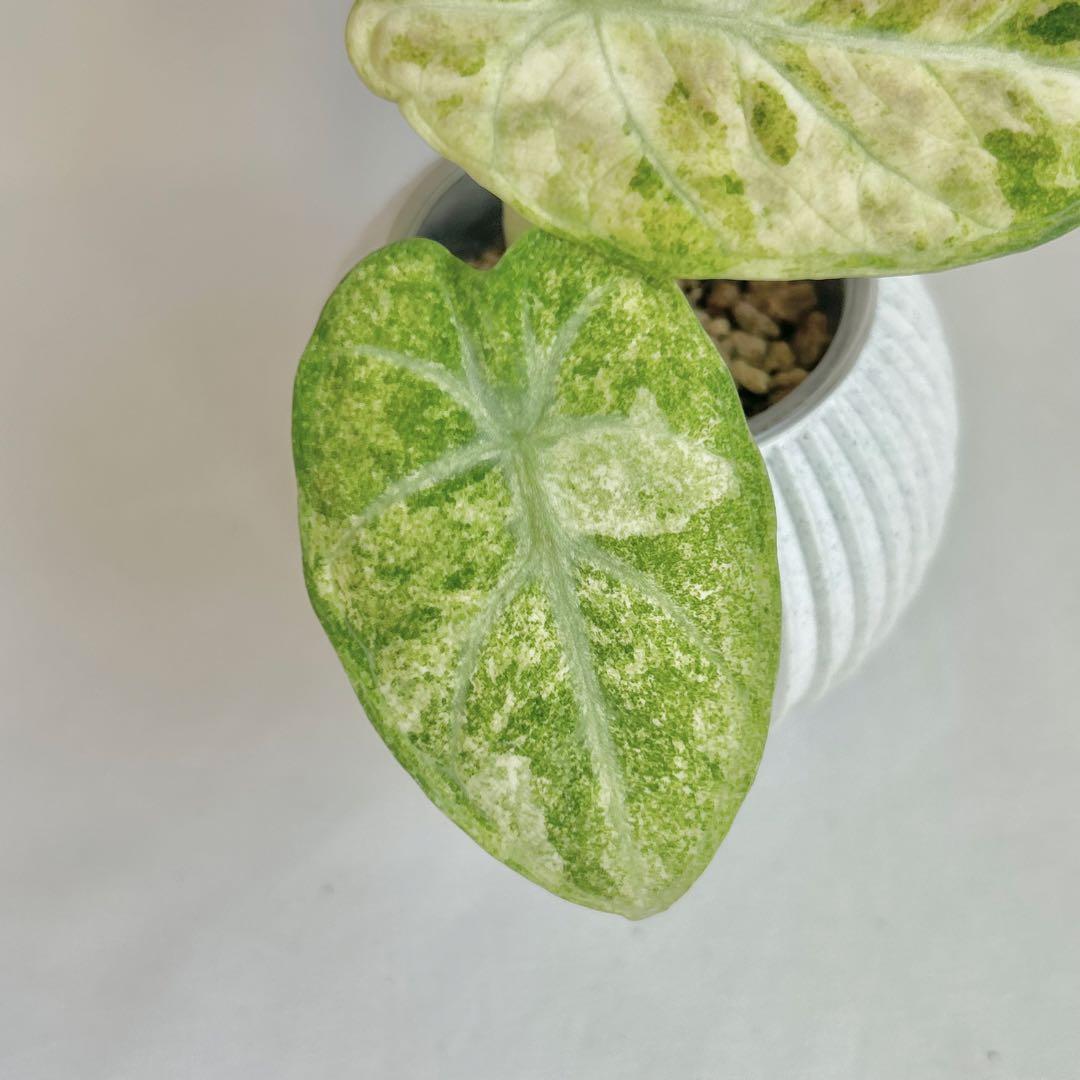 その他観葉植物 Alocasia 'Ninja' Tricolor