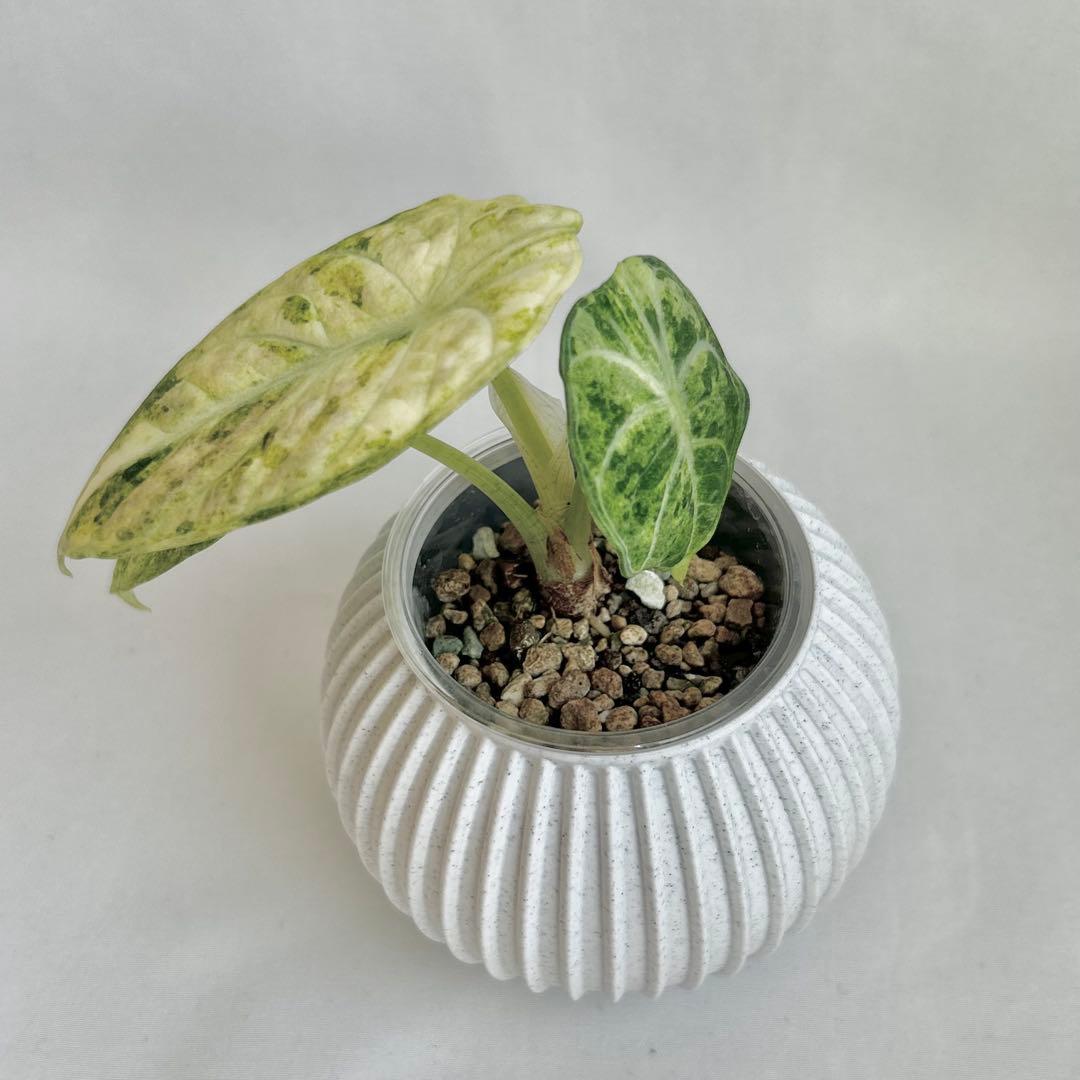 その他観葉植物 Alocasia 'Ninja' Tricolor