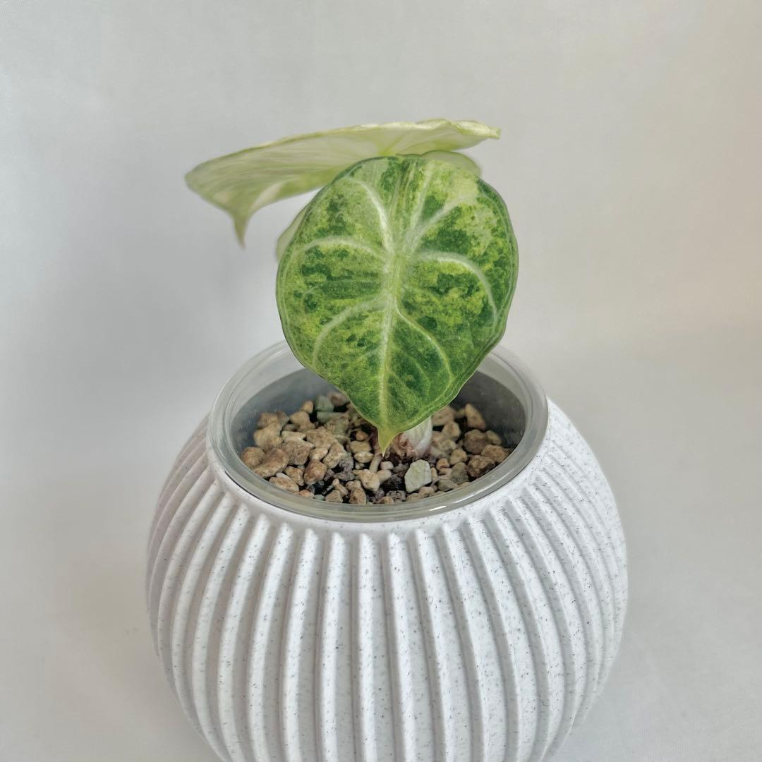 その他観葉植物 Alocasia 'Ninja' Tricolor