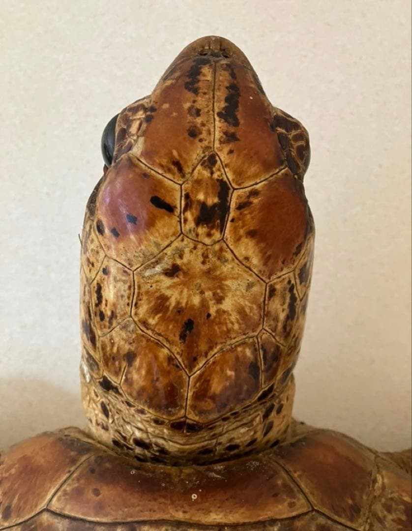 剥製　アオウミガメ　大きめ　国際希少生動植物類登録済　ウミガメ