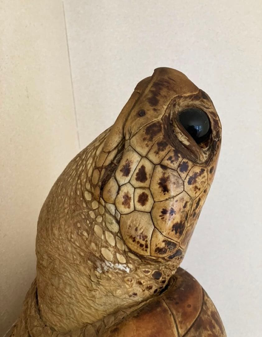 剥製　アオウミガメ　大きめ　国際希少生動植物類登録済　ウミガメ