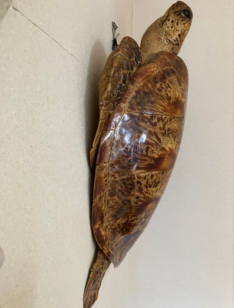 剥製　アオウミガメ　大きめ　国際希少生動植物類登録済　ウミガメ