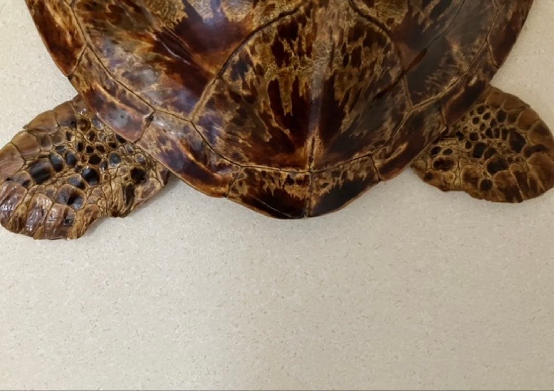 剥製　アオウミガメ　大きめ　国際希少生動植物類登録済　ウミガメ