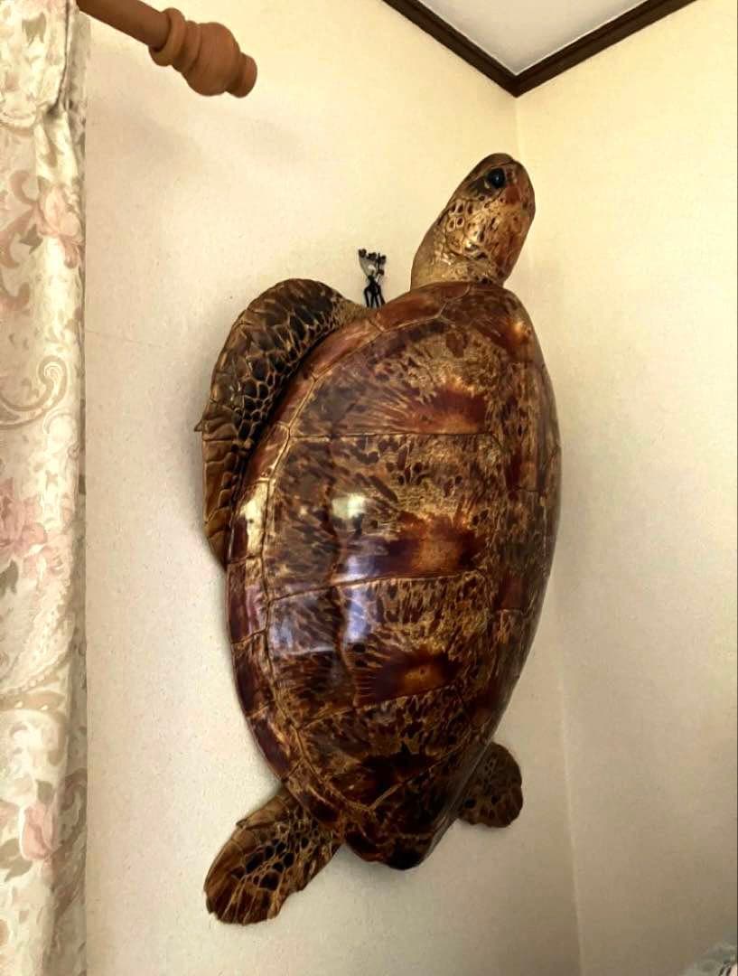 剥製　アオウミガメ　大きめ　国際希少生動植物類登録済　ウミガメ