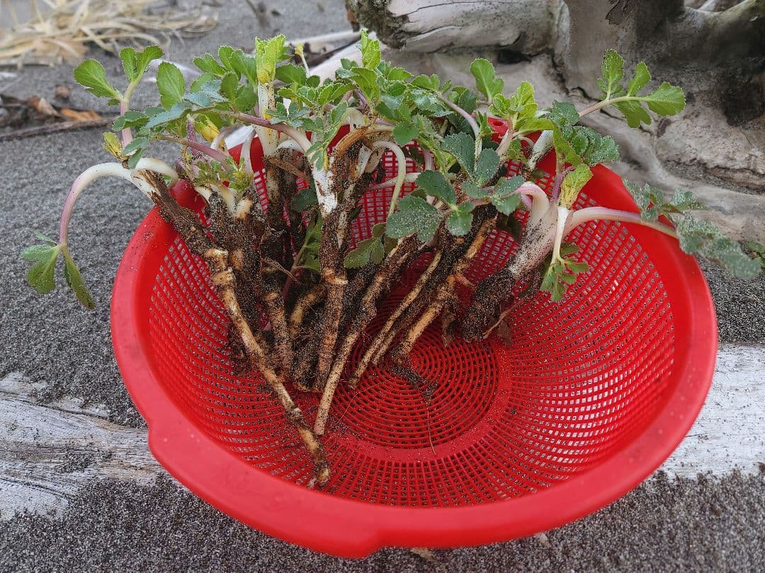 10本セット　ハマボウフウ抜き苗