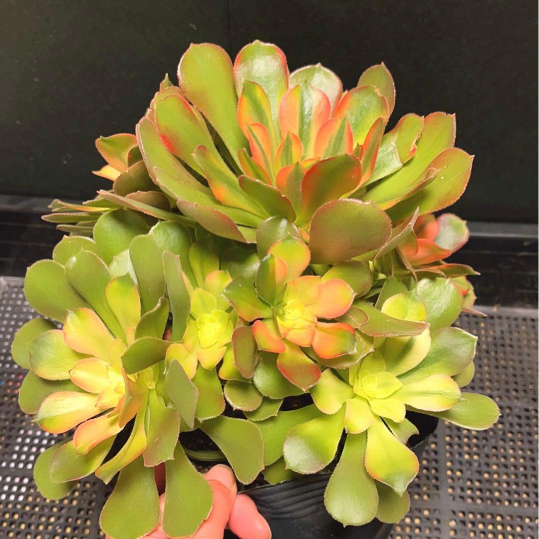99 #多肉植物アエオニウム錦❤️ 洛神❤️12頭24cm拔き苗！