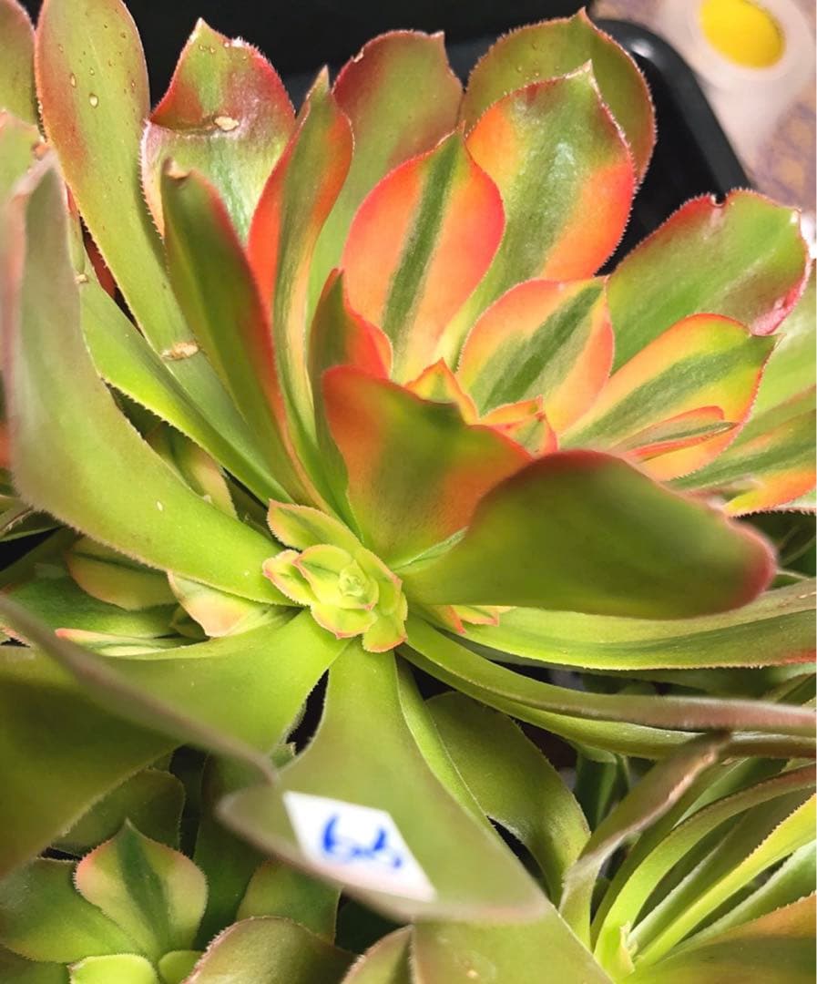 99 #多肉植物アエオニウム錦❤️ 洛神❤️12頭24cm拔き苗！