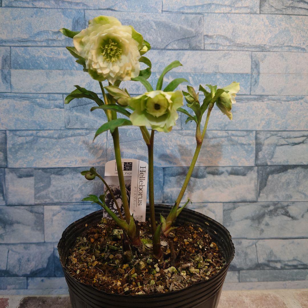 ☀️ クリスマスローズ開花株☀️ 6号スリットポット植え ☀
