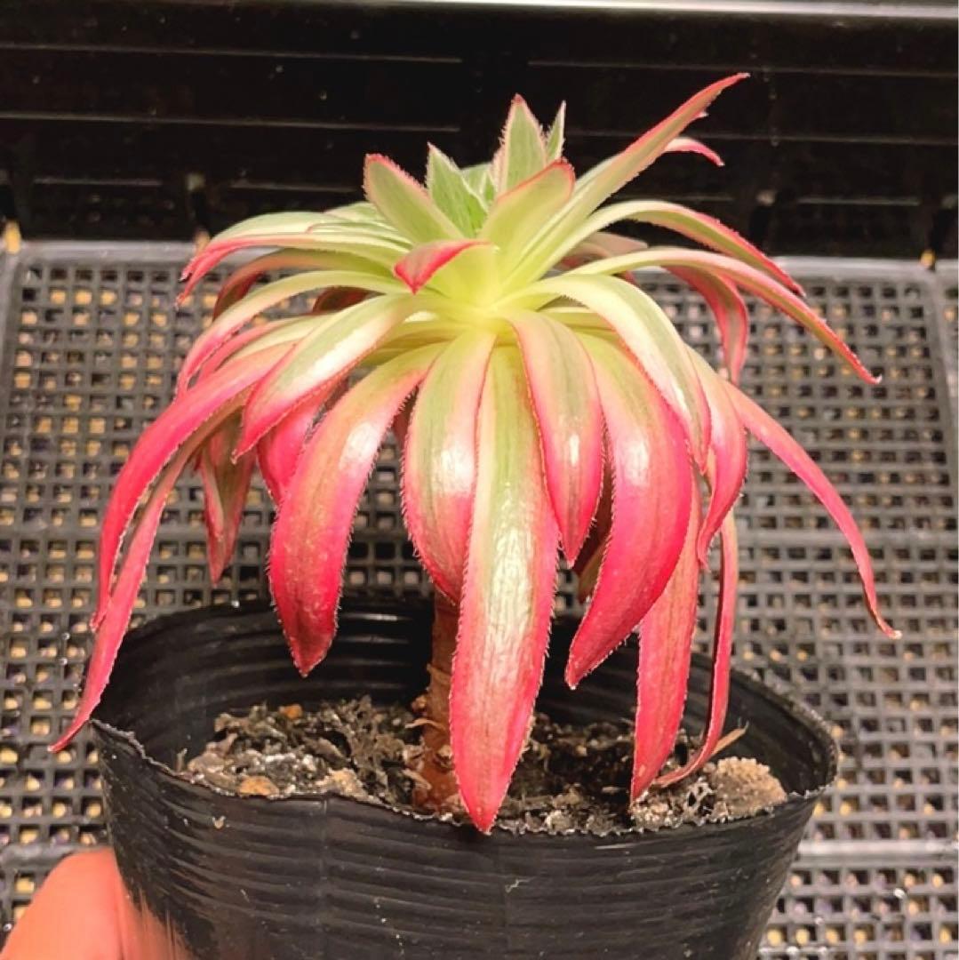 17#多肉植物アエオニウム錦❤️フェニックススーパーホワイト錦❤️1頭12cm拔き苗