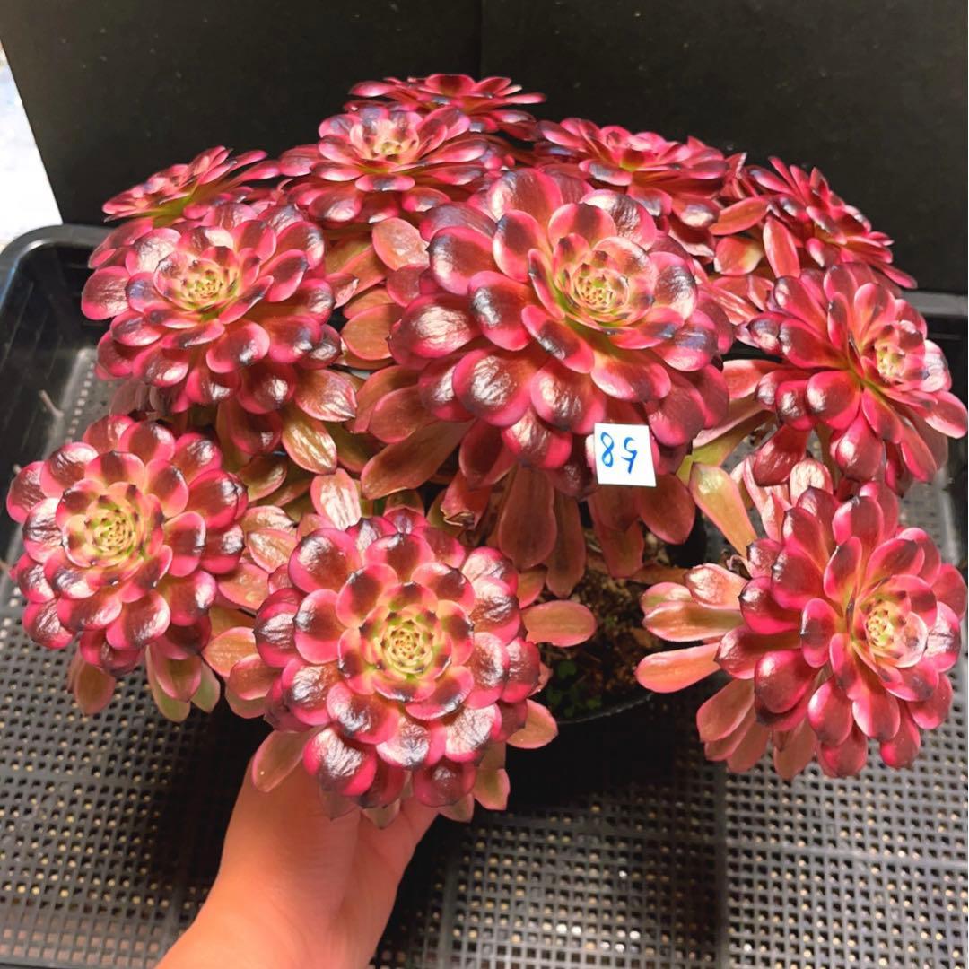 58#多肉植物アエオニウム錦❤️美姫❤️ 12大頭33cm拔き苗