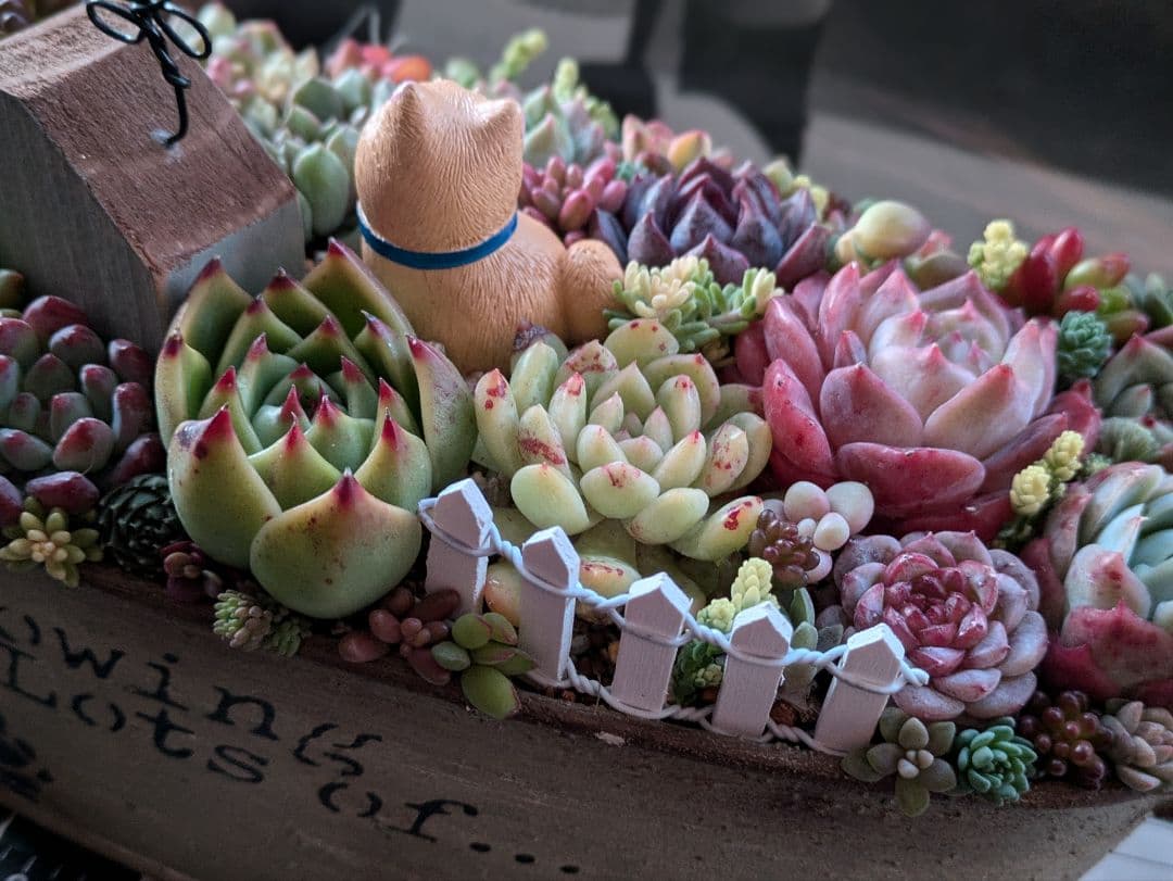 多肉植物 そのまま飾れる 大きな寄せ植え❁⃘*.゜わんちゃんの箱庭風❁⃘*.゜