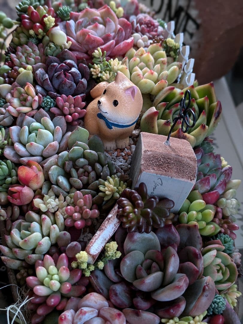 多肉植物 そのまま飾れる 大きな寄せ植え❁⃘*.゜わんちゃんの箱庭風❁⃘*.゜