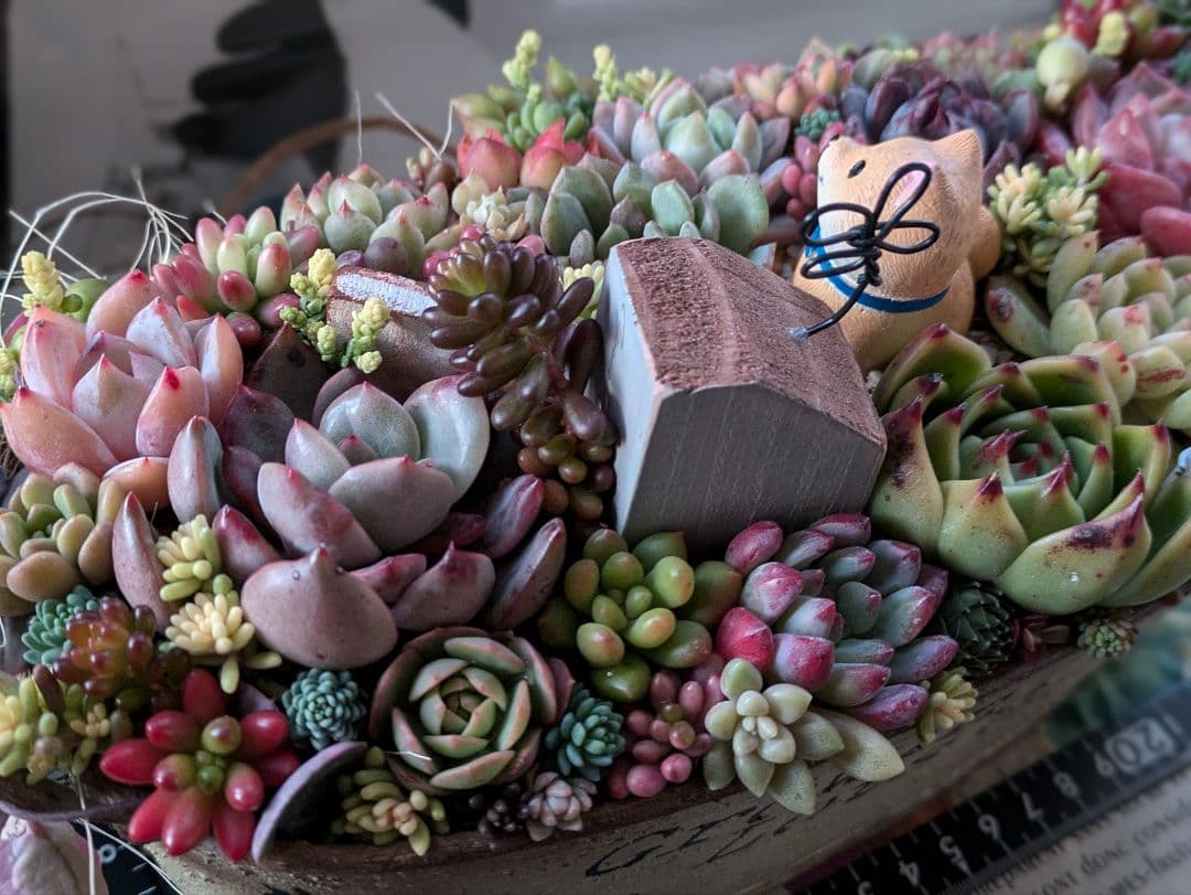 多肉植物 そのまま飾れる 大きな寄せ植え❁⃘*.゜わんちゃんの箱庭風❁⃘*.゜