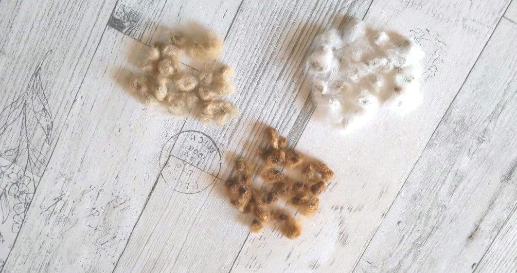 栽培用　種子　コットン　３種類