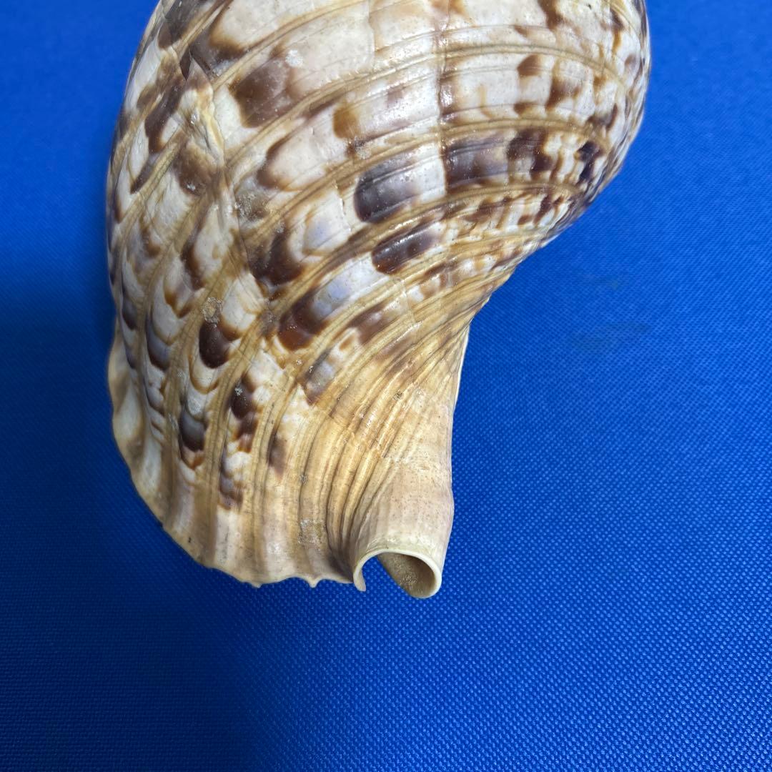 ホラ貝　33㎝　美品