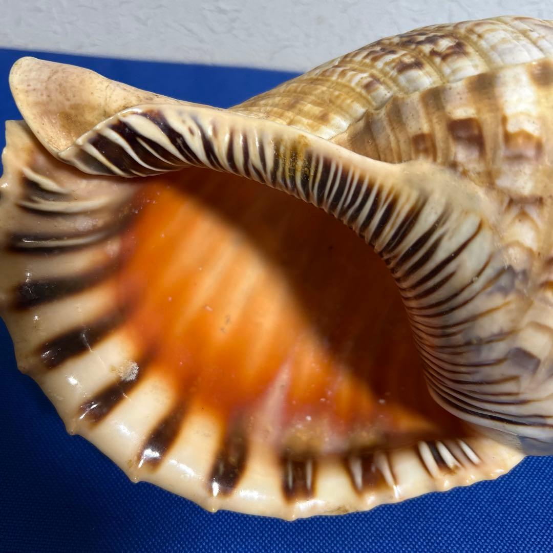 ホラ貝　33㎝　美品