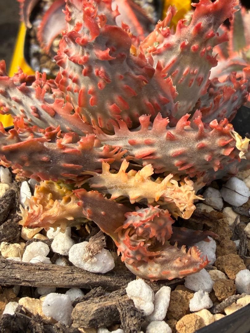アロエ　ハイブリッド　Aloe hybrid 第四種　Jan-8