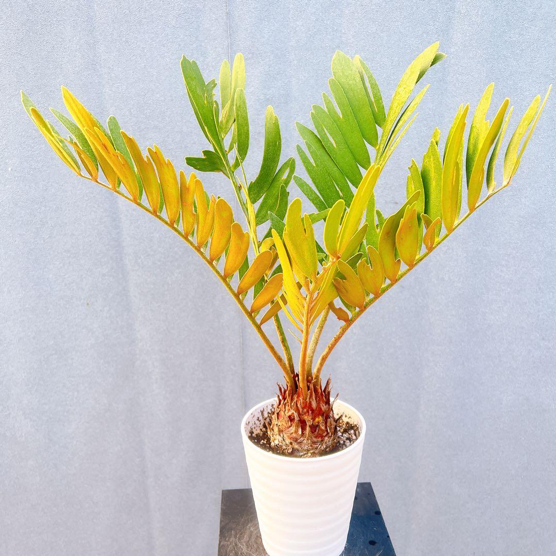 現品　ソテツ　蘇轍　ザミア　ドライガーデン　2番　庭植え　地植え　インテリア