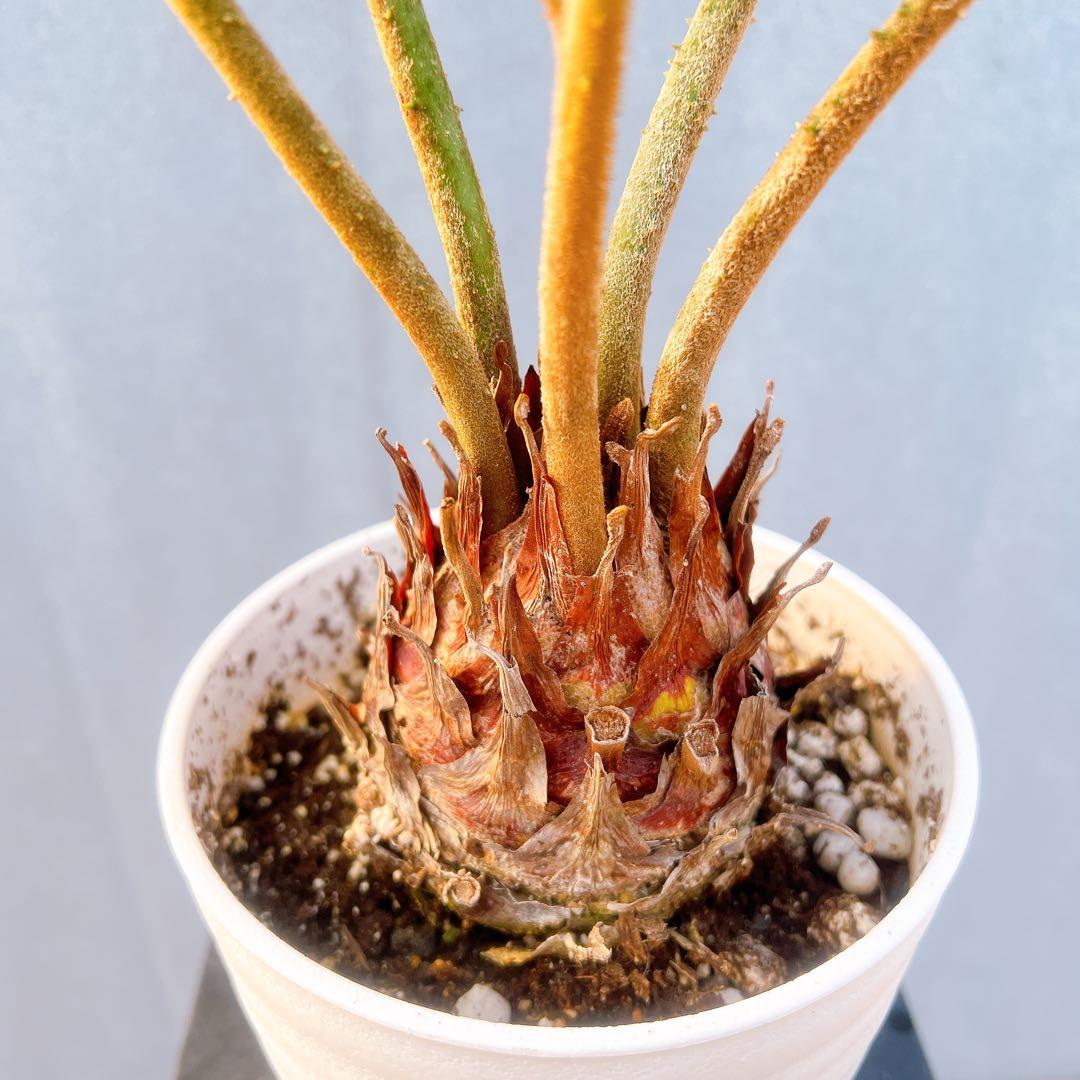 現品　ソテツ　蘇轍　ザミア　ドライガーデン　2番　庭植え　地植え　インテリア