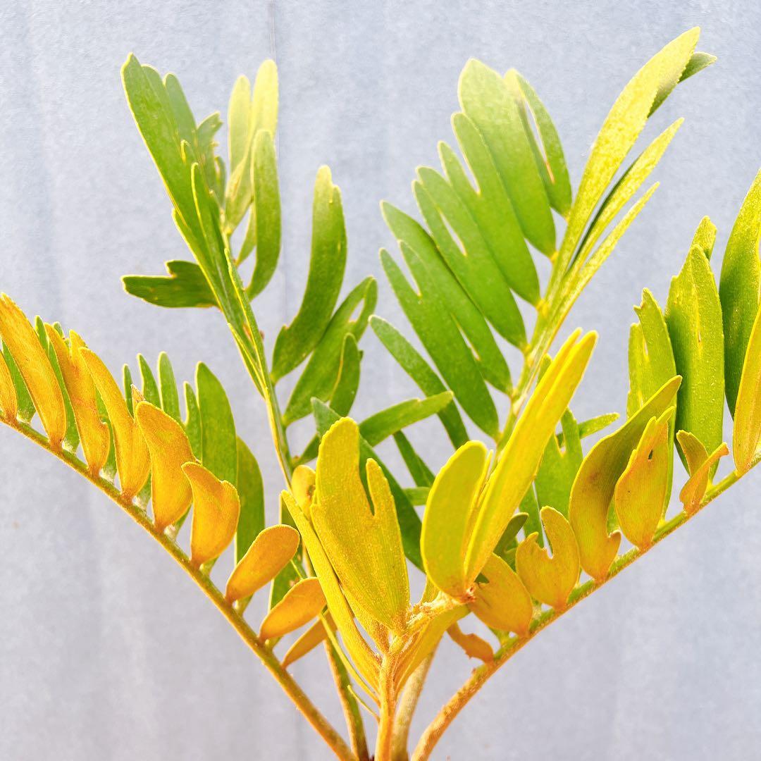 現品　ソテツ　蘇轍　ザミア　ドライガーデン　2番　庭植え　地植え　インテリア