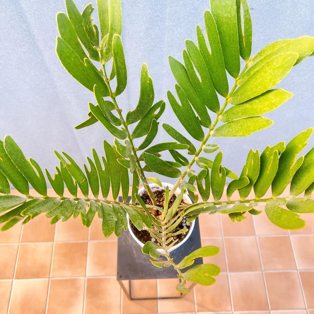 現品　ソテツ　蘇轍　ザミア　ドライガーデン　2番　庭植え　地植え　インテリア