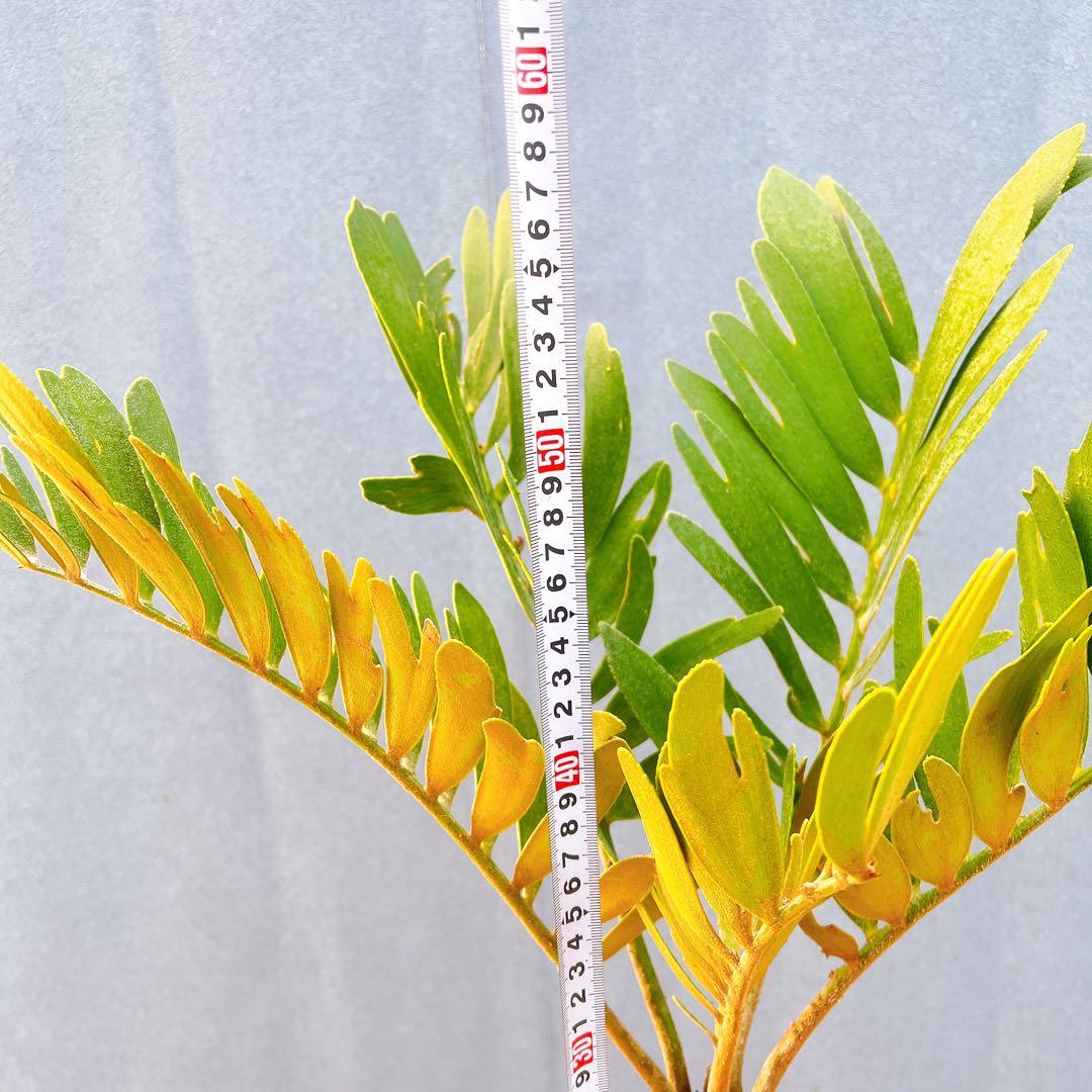 現品　ソテツ　蘇轍　ザミア　ドライガーデン　2番　庭植え　地植え　インテリア