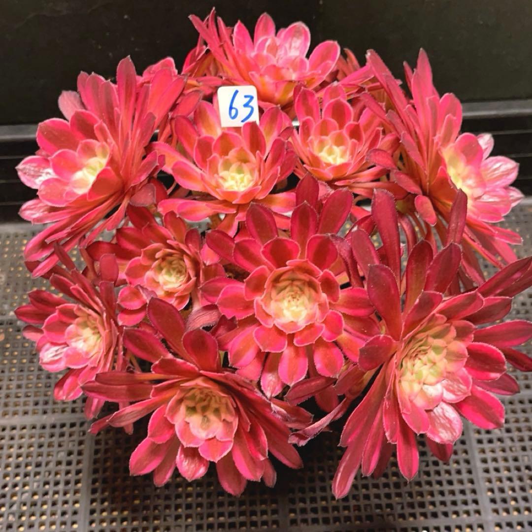 63#多肉植物アエオニウム錦❤️仙墨❤️12頭26cm拨き苗