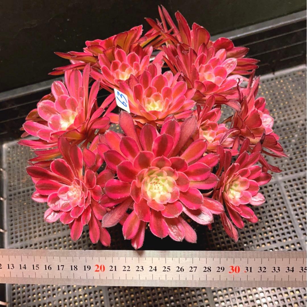 63#多肉植物アエオニウム錦❤️仙墨❤️12頭26cm拨き苗