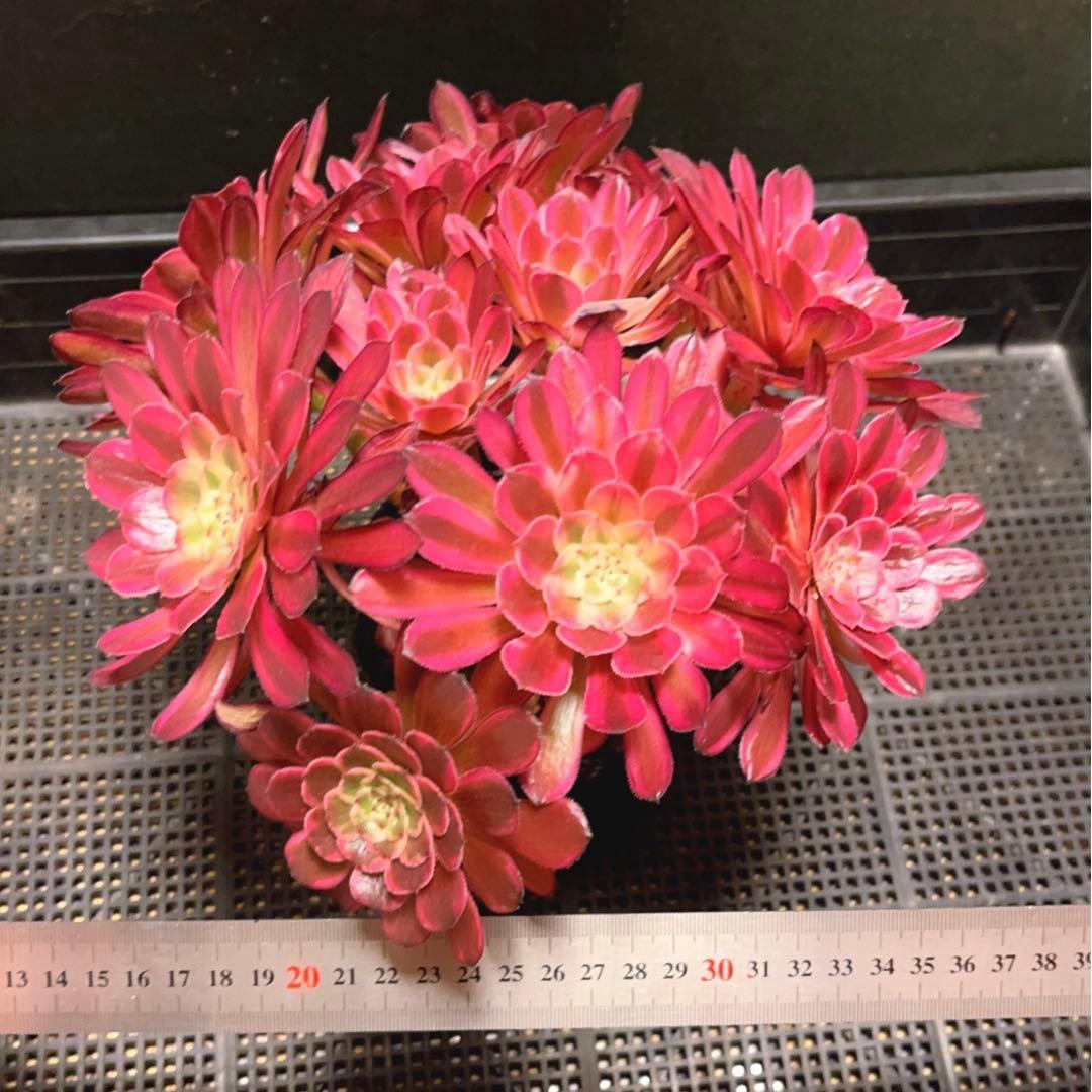 63#多肉植物アエオニウム錦❤️仙墨❤️12頭26cm拨き苗