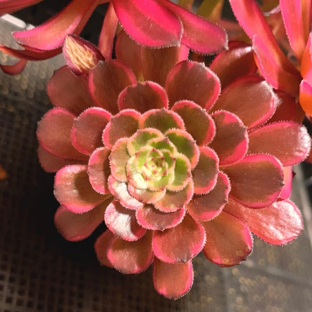 63#多肉植物アエオニウム錦❤️仙墨❤️12頭26cm拨き苗