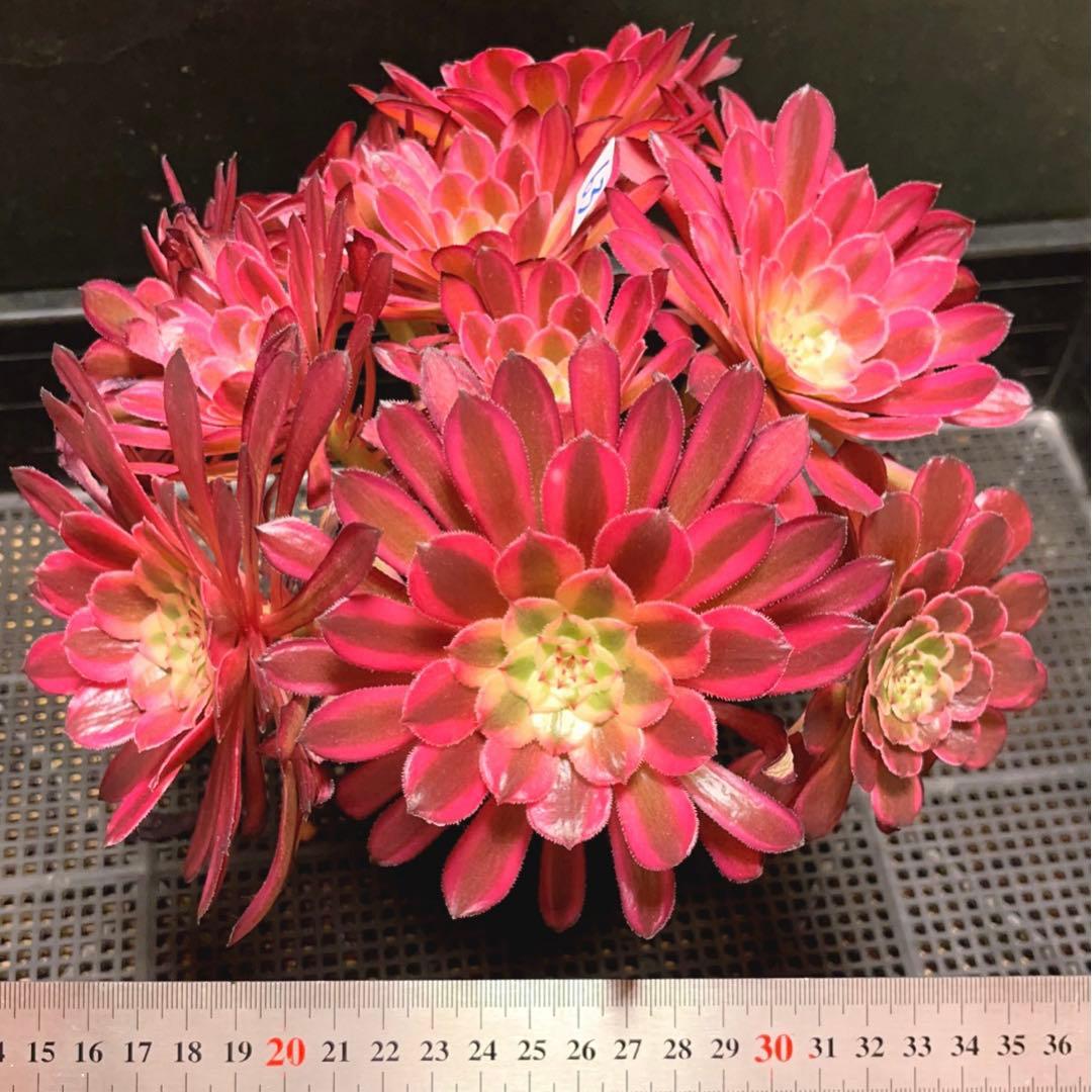 63#多肉植物アエオニウム錦❤️仙墨❤️12頭26cm拨き苗