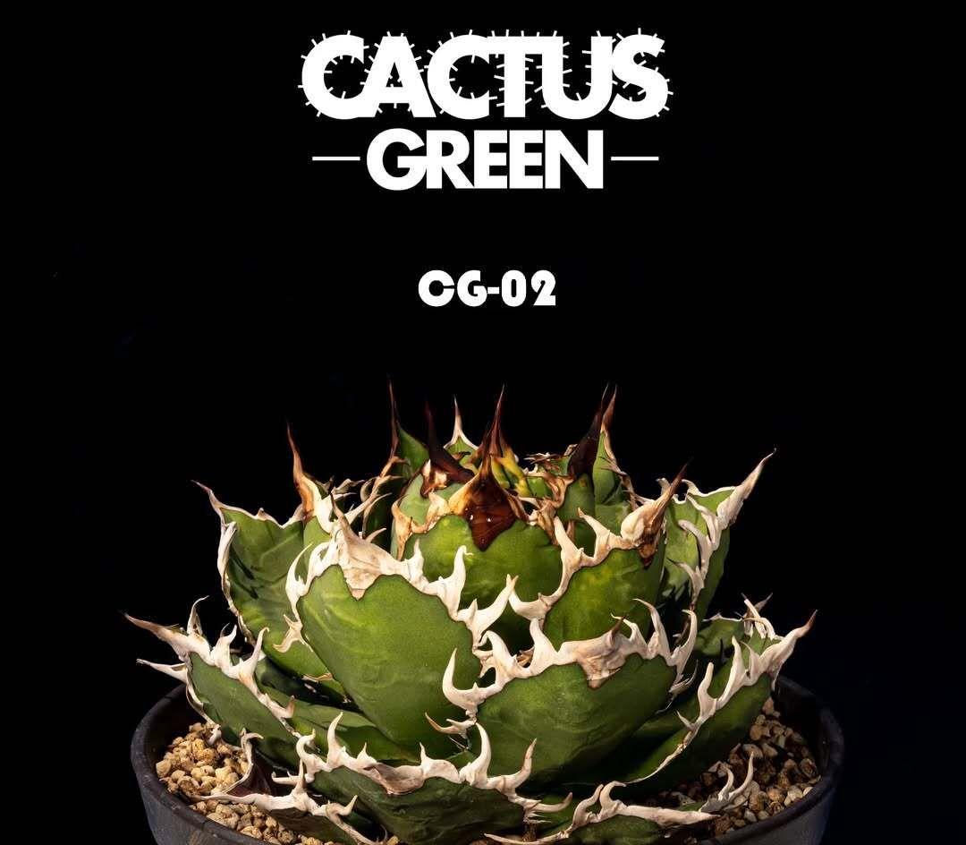 カクタスグリーン産★CACTUS GREEN★CG2★CACTUS GREEN2
