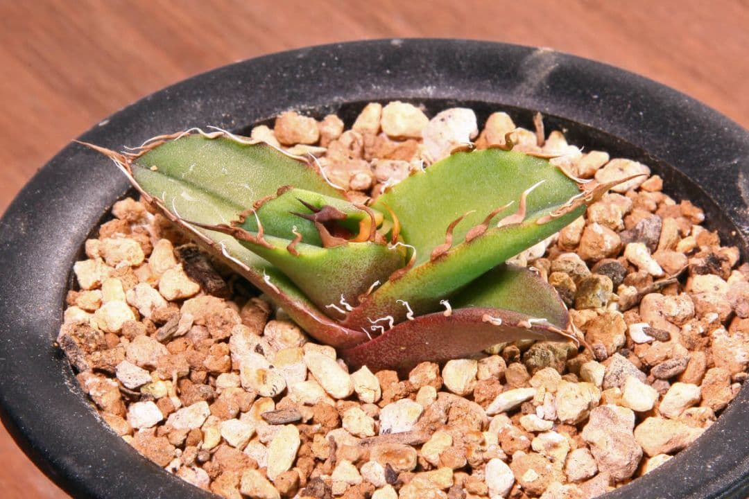 カクタスグリーン産★CACTUS GREEN★CG2★CACTUS GREEN2