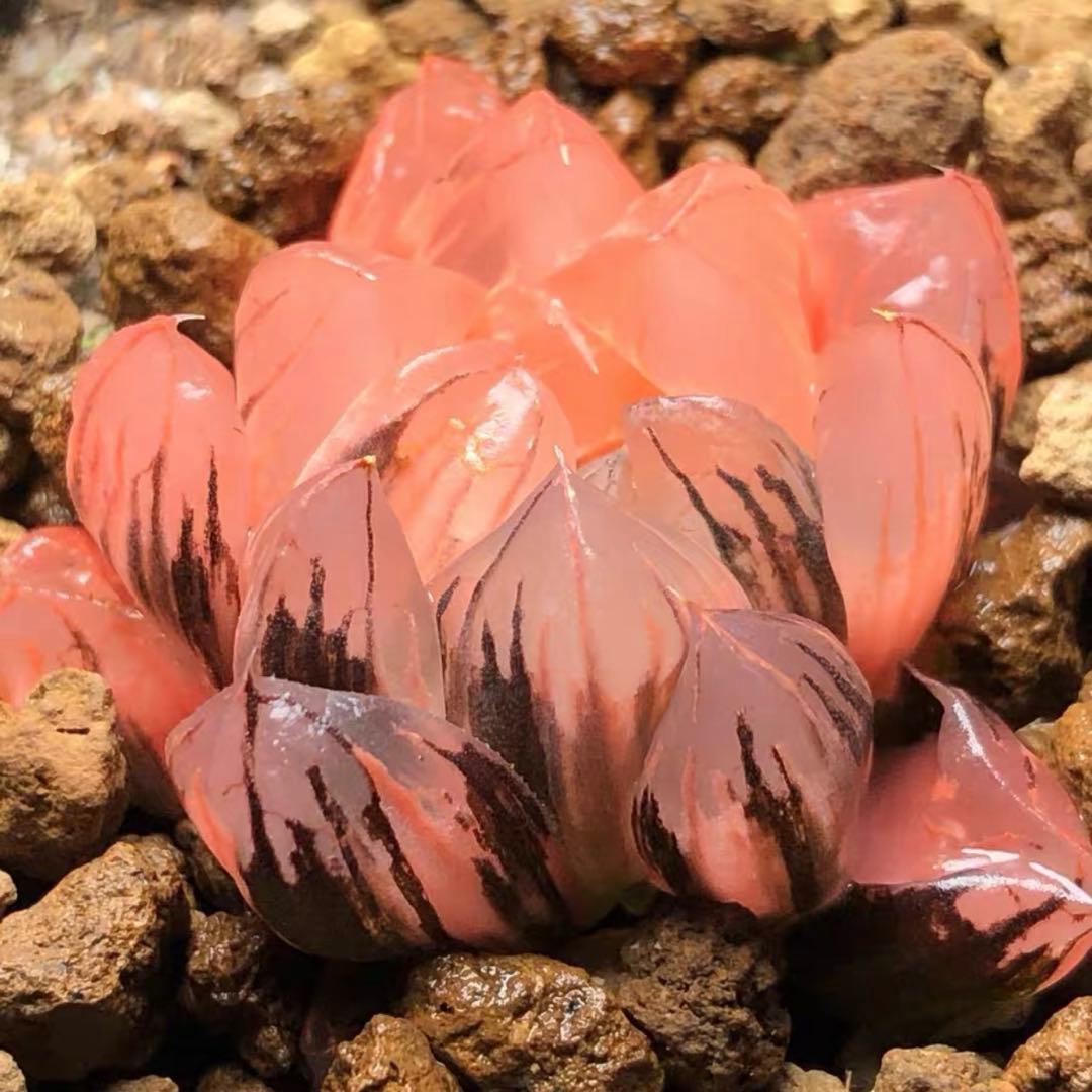 O*Z様 多肉植物　ハオルチア　赤水晶オブツーサ錦　鮮明錦　糊斑