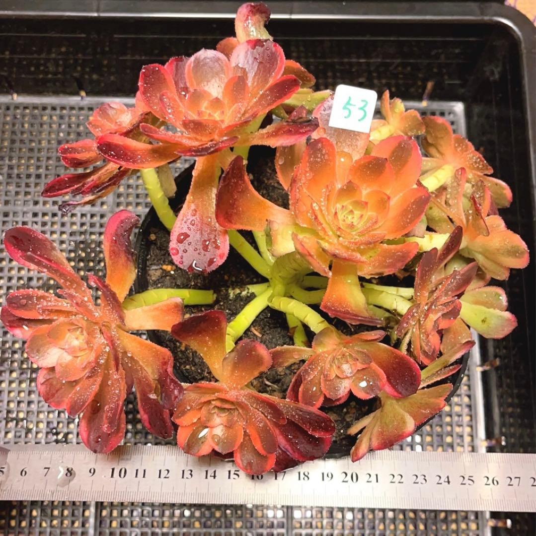 53#多肉植物アエオニウム錦❤️キツネ狩りを❤️13頭22cm 拔き苗