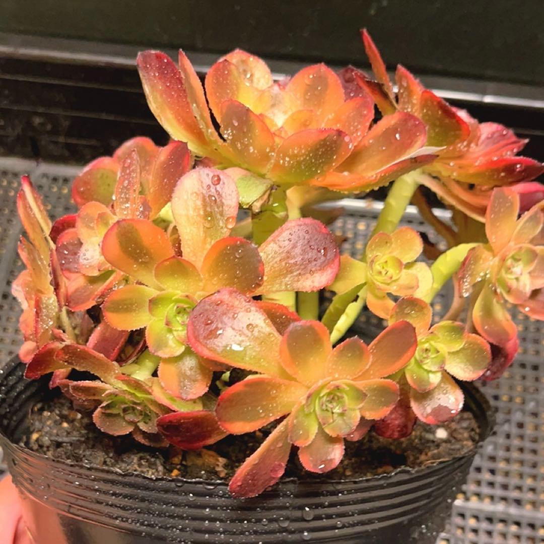 53#多肉植物アエオニウム錦❤️キツネ狩りを❤️13頭22cm 拔き苗