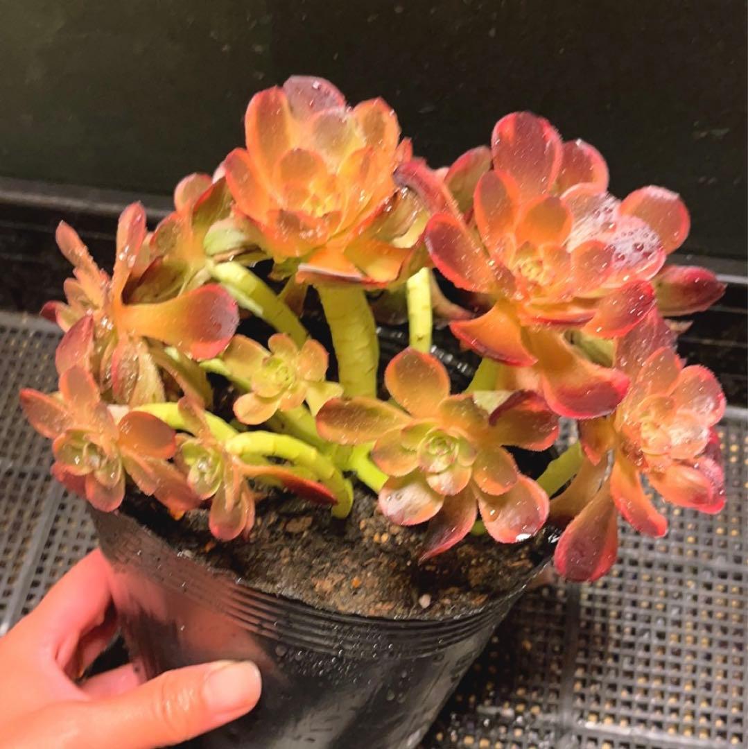 53#多肉植物アエオニウム錦❤️キツネ狩りを❤️13頭22cm 拔き苗