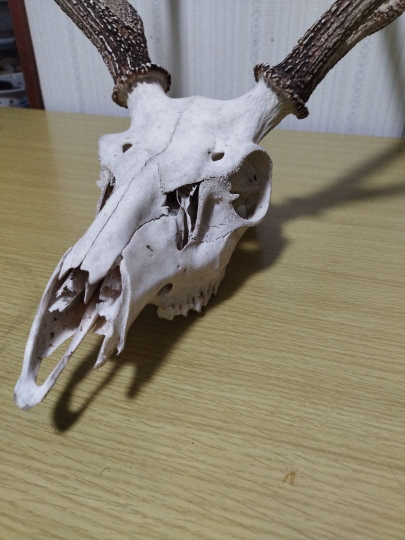鹿の角　ニホンジカ 3頭