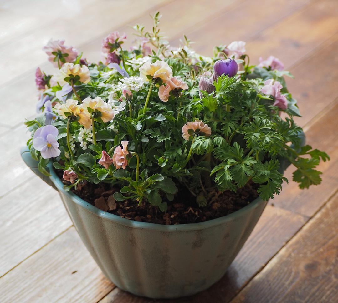 【お値下】アンティークな大人ピンクの寄せ植え