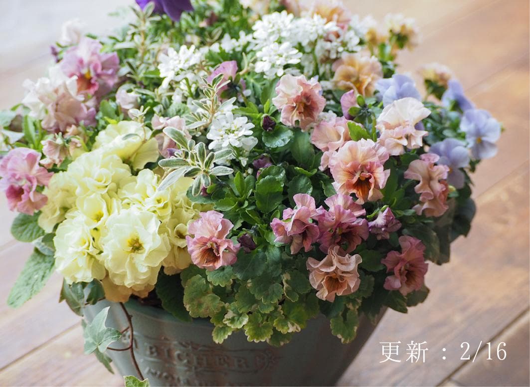 【お値下】アンティークな大人ピンクの寄せ植え