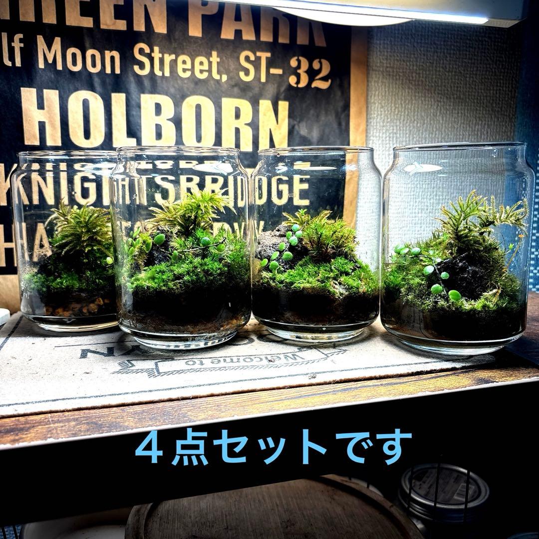 ❣️苔アート❣️小さな苔リューム❣️４点セット❣️完成品❣️送料込み❣️