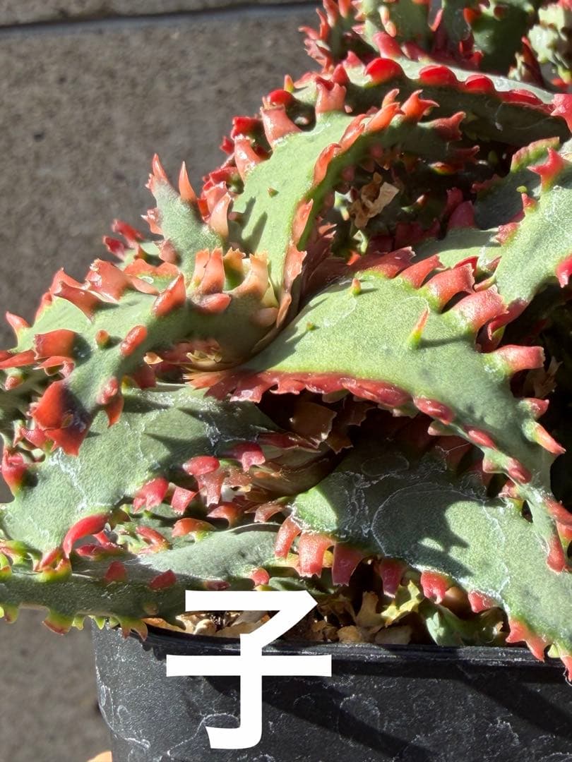 アロエ　ハイブリッド　Aloe hybrid 子株　第四種　Ju−10タイプ違い