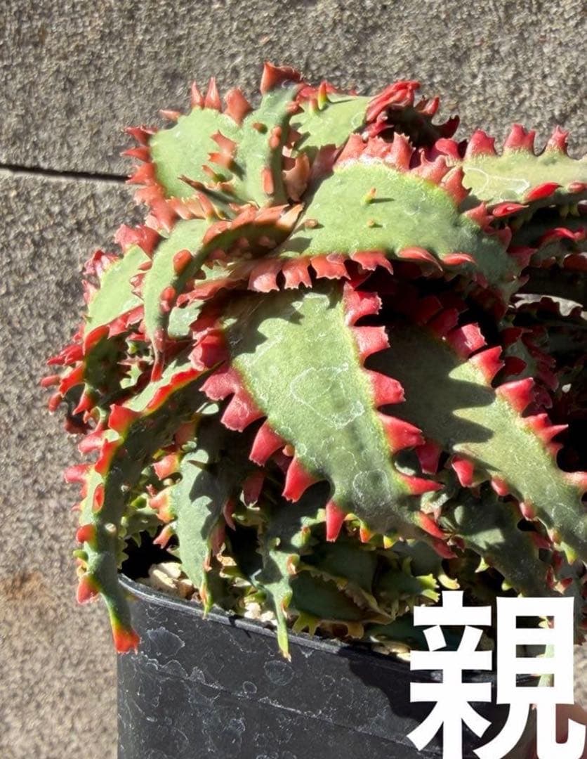 アロエ　ハイブリッド　Aloe hybrid 子株　第四種　Ju−10タイプ違い