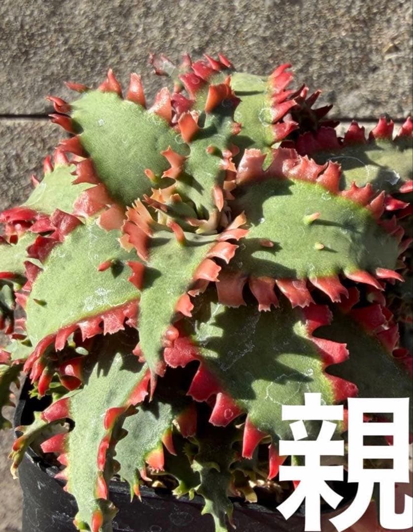 アロエ　ハイブリッド　Aloe hybrid 子株　第四種　Ju−10タイプ違い