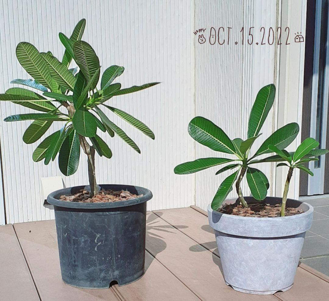プルメリア i＊＊さま 確認用