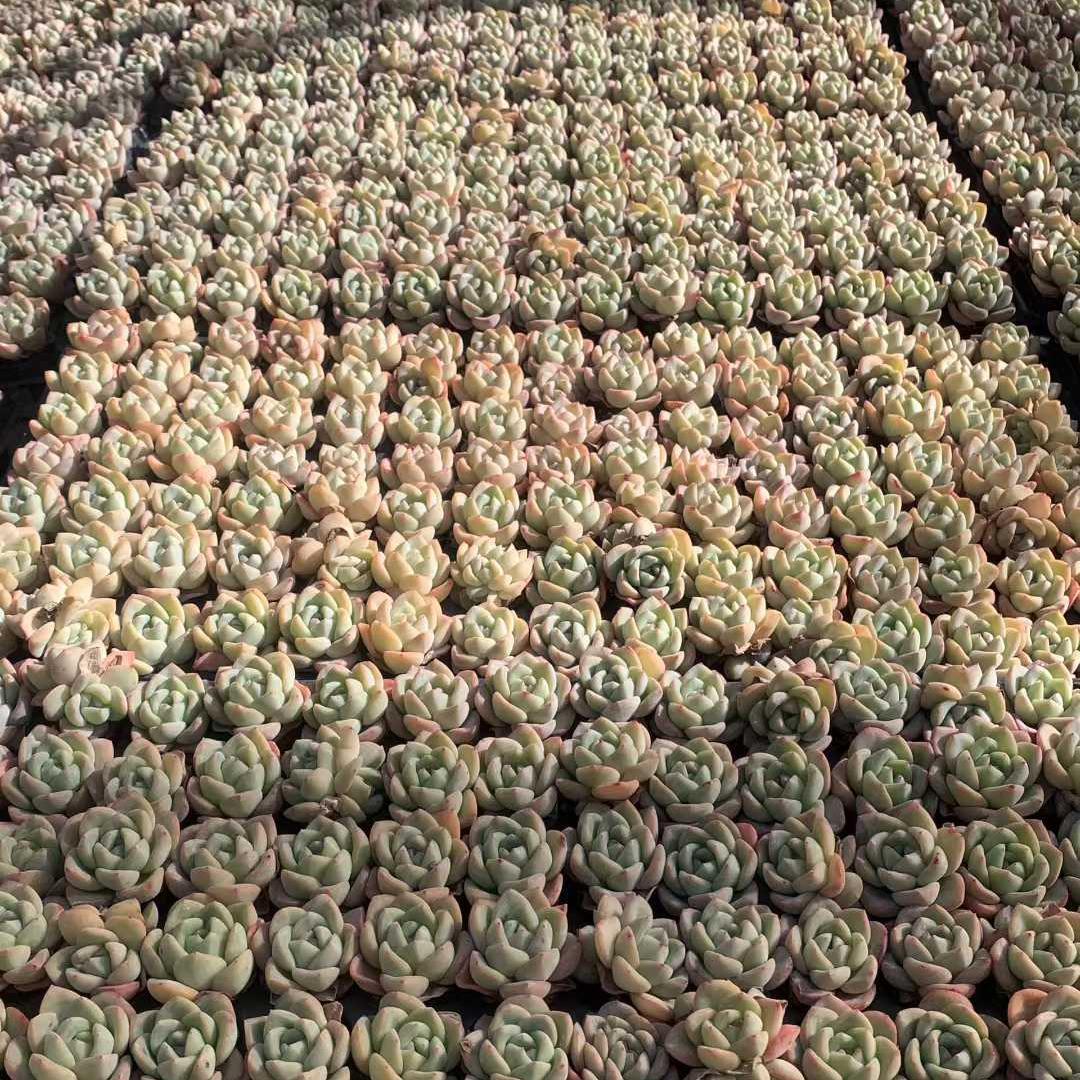 Top【選抜株】多肉植物　25454アマビレ　105個　プラグトレー苗