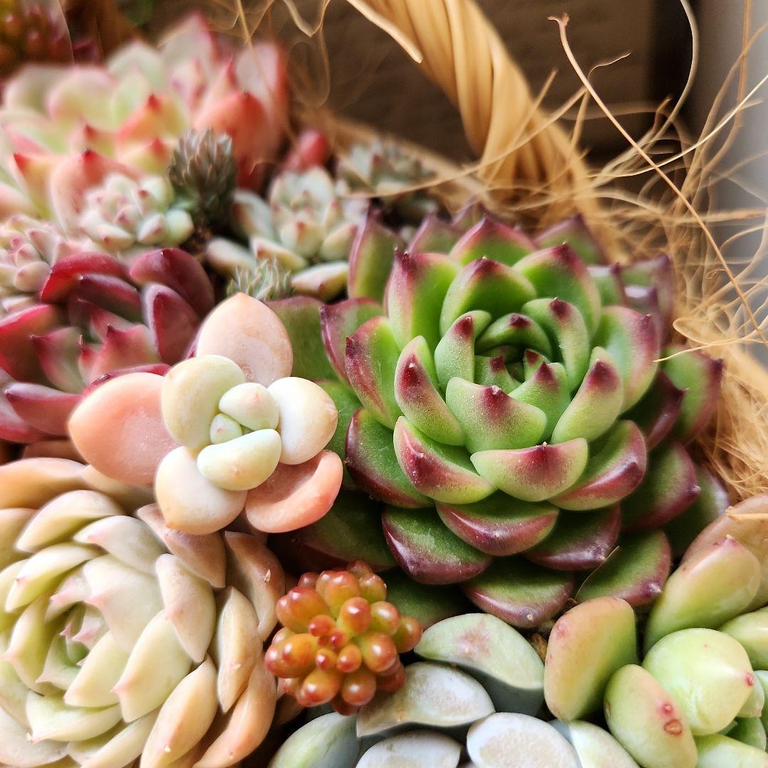 多肉植物寄せ植え　そのまま飾れる　大きなバスケット　おまけ付き♡