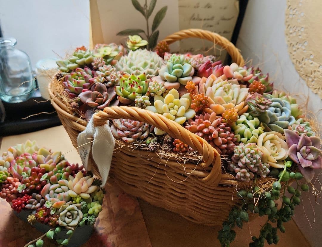 多肉植物寄せ植え　そのまま飾れる　大きなバスケット　おまけ付き♡